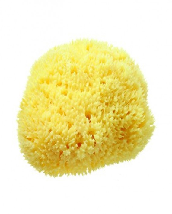 sponge